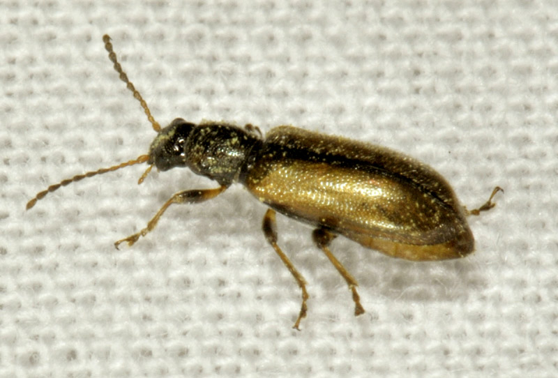 Chrysomelidae: Orsodacne lineola (cfr.)